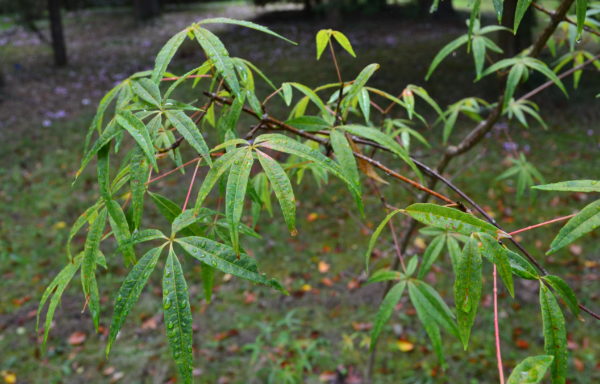 Acer pentaphyllum Diels