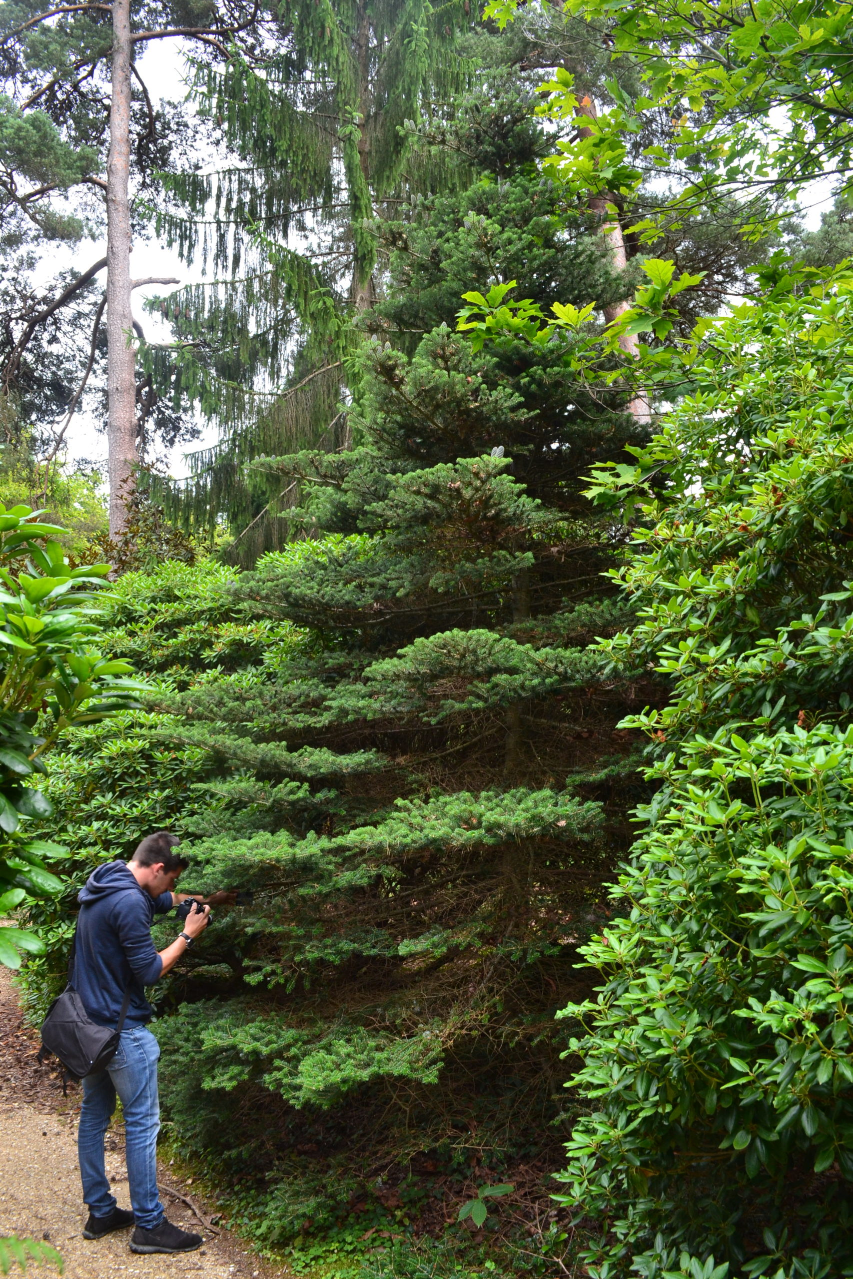 Abies koreana E.H.Wilson